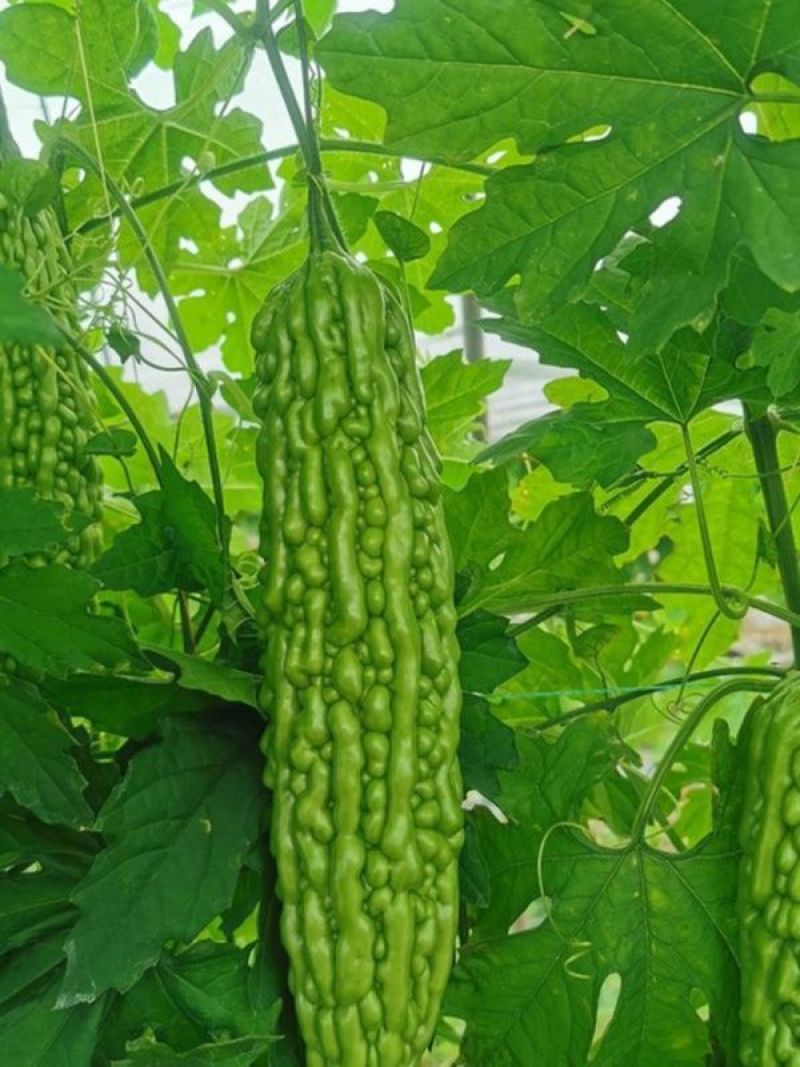 吉祥三宝苦瓜种子早熟杂交珍珠苦瓜厚肉果皮翠绿色春秋季苦瓜