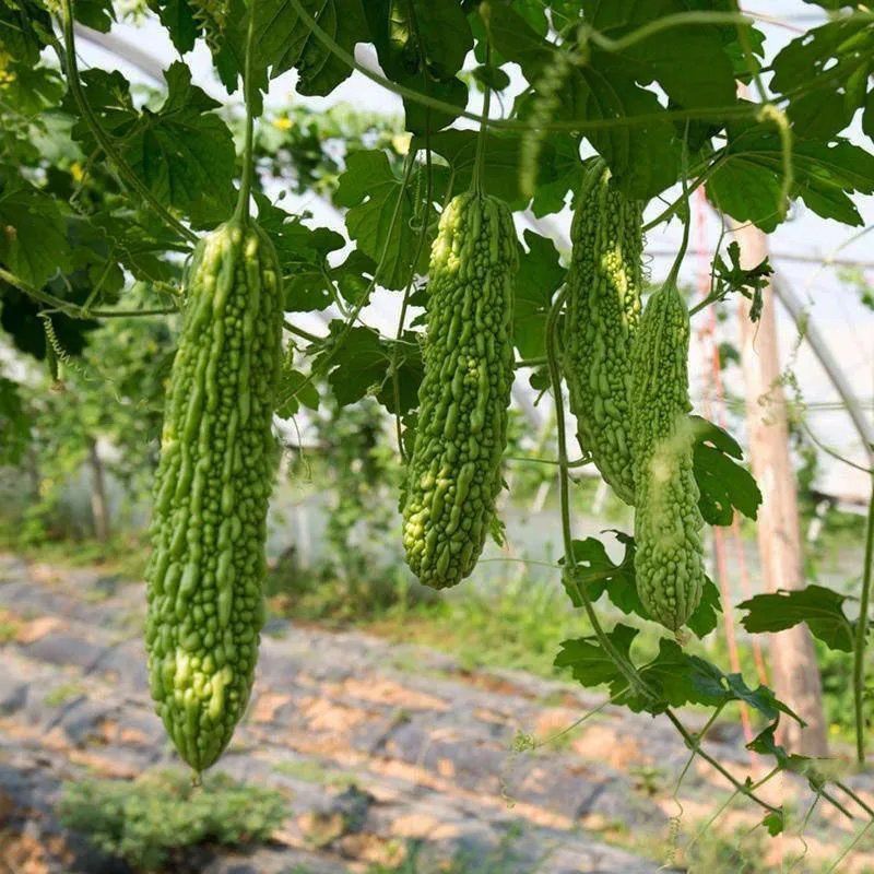 吉祥三宝苦瓜种子早熟杂交珍珠苦瓜厚肉果皮翠绿色春秋季苦瓜