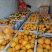 赣南脐橙