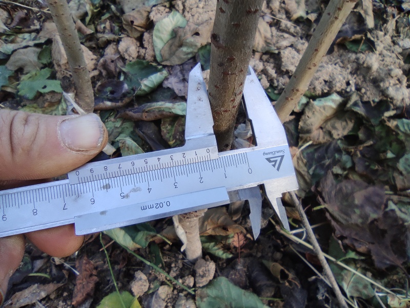 湖北十堰良种樱桃，基地直供，质量有保障。