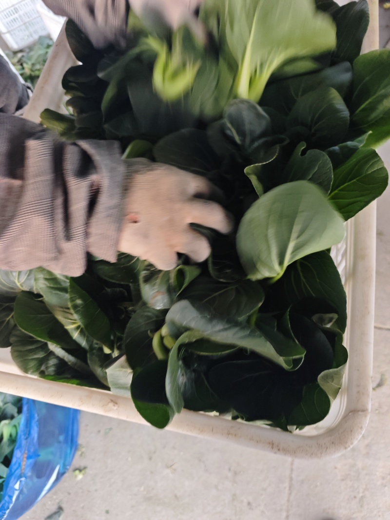 露天苏州青