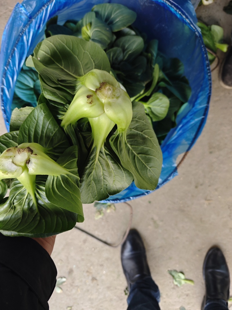 露天苏州青
