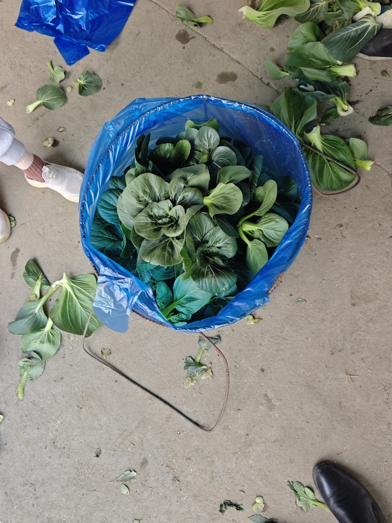 露天苏州青