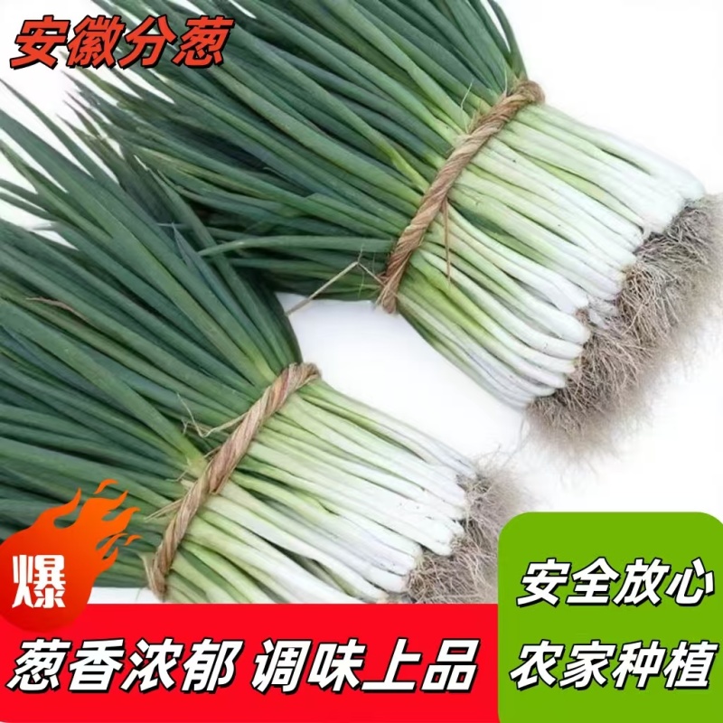 安徽阜阳分葱全年有货价格合理欢迎进店电话要货
