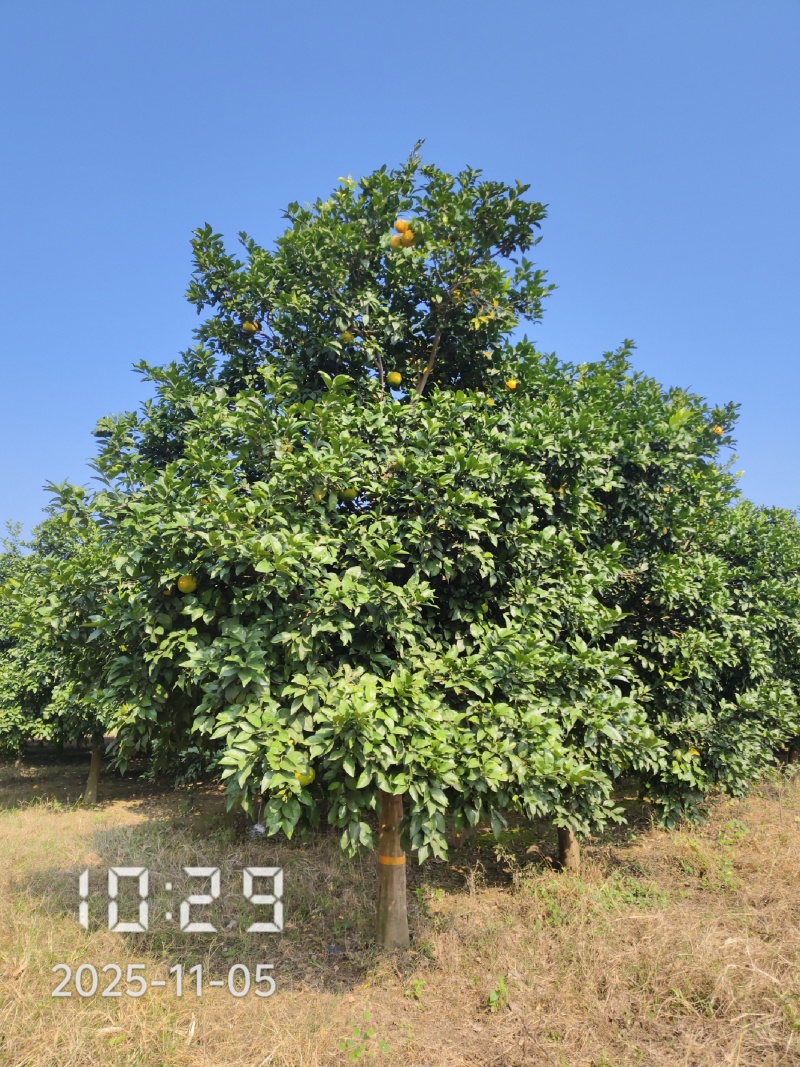 15的香橼树（泡柑树），杆直，冠圆，基地直供