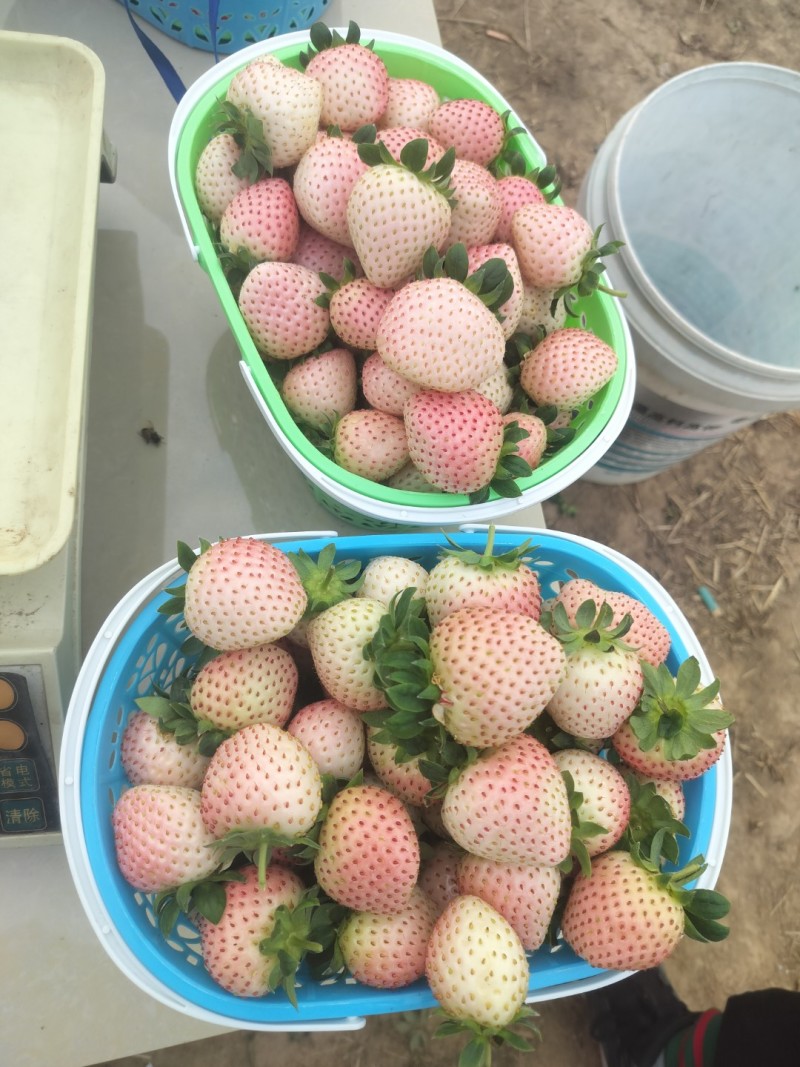 奶油草莓，丑草莓，白草莓，红玉草莓