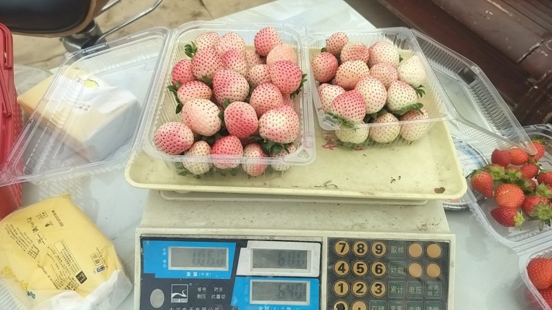 奶油草莓，丑草莓，白草莓，红玉草莓