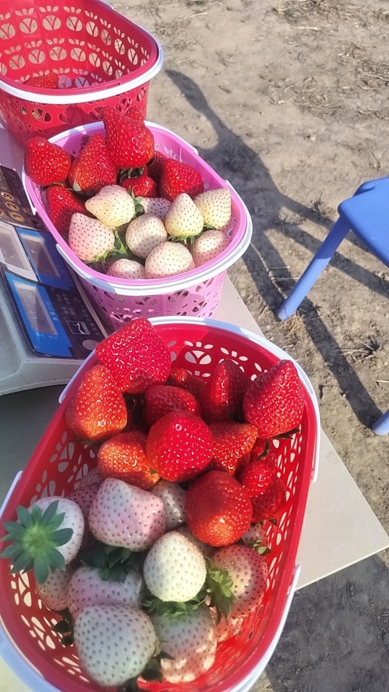 奶油草莓，丑草莓，白草莓，红玉草莓