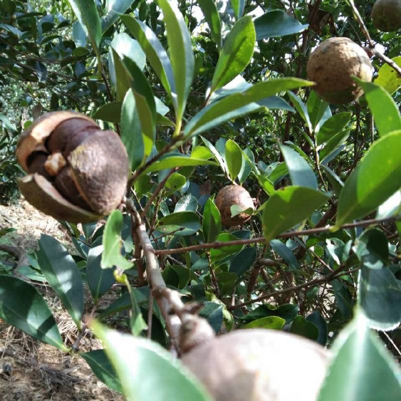 老树山柚茶籽