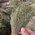 独脚金批发优质独脚金规格齐全量大价优