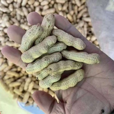 四粒红干花生