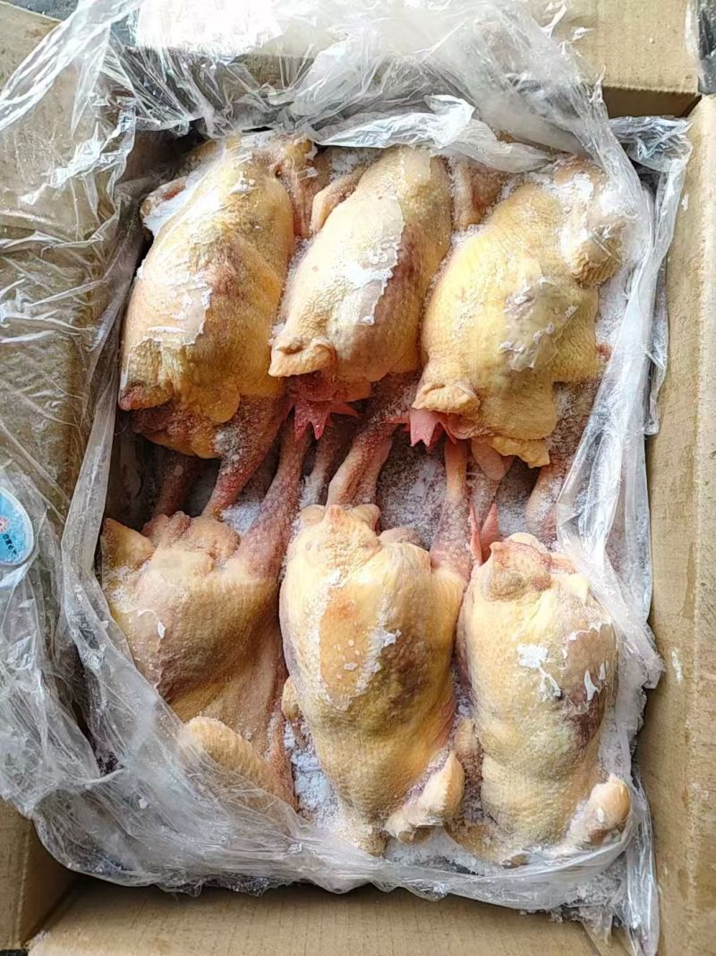 二级老母鸡