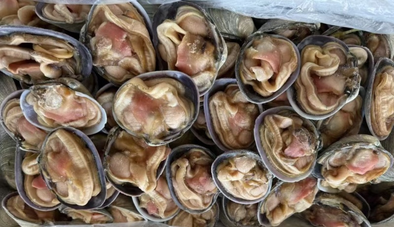 去脏紫石房蛤肉，大蛤肉，，天鹅蛋肉，贝肉