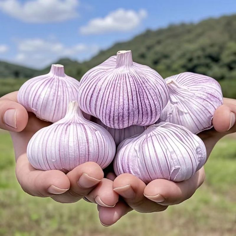 满乡喜】金乡紫皮大蒜头9斤彩箱囤货装新干蒜批发划算整箱特