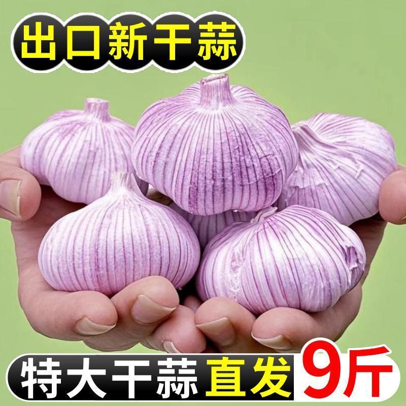 满乡喜】金乡紫皮大蒜头9斤彩箱囤货装新干蒜批发划算整箱特