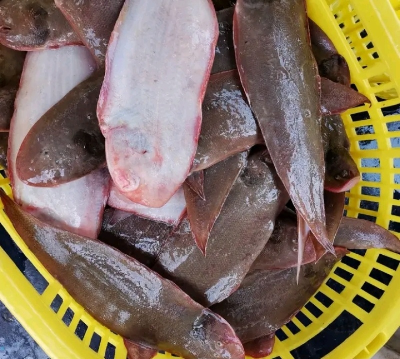 天然龙利鱼，湛江本土捕捞，新鲜味美，冰鲜发货