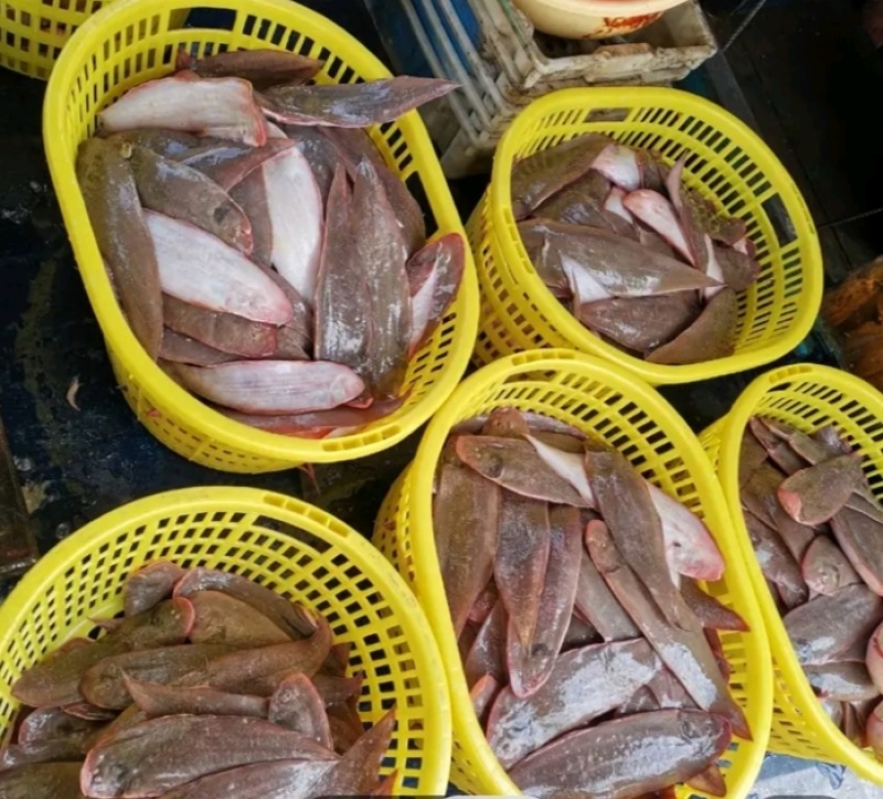 天然龙利鱼，湛江本土捕捞，新鲜味美，冰鲜发货