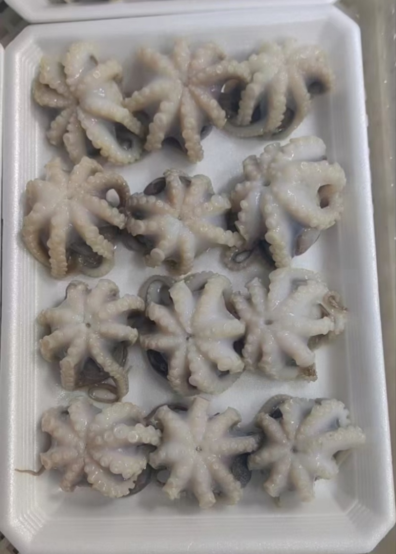 去脏去牙八爪鱼，小八爪，小章鱼，翻花八爪鱼，