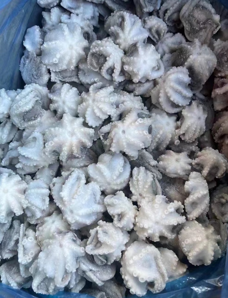 去脏去牙八爪鱼，小八爪，小章鱼，翻花八爪鱼，