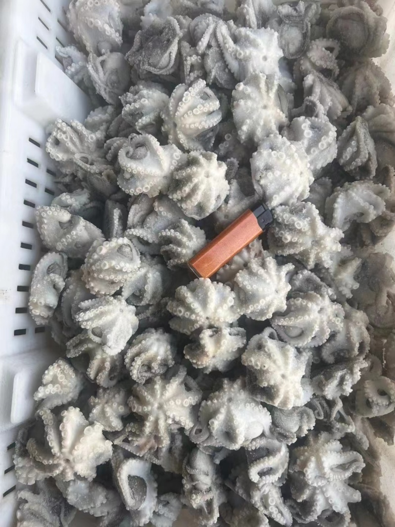 去脏去牙八爪鱼，小八爪，小章鱼，翻花八爪鱼，