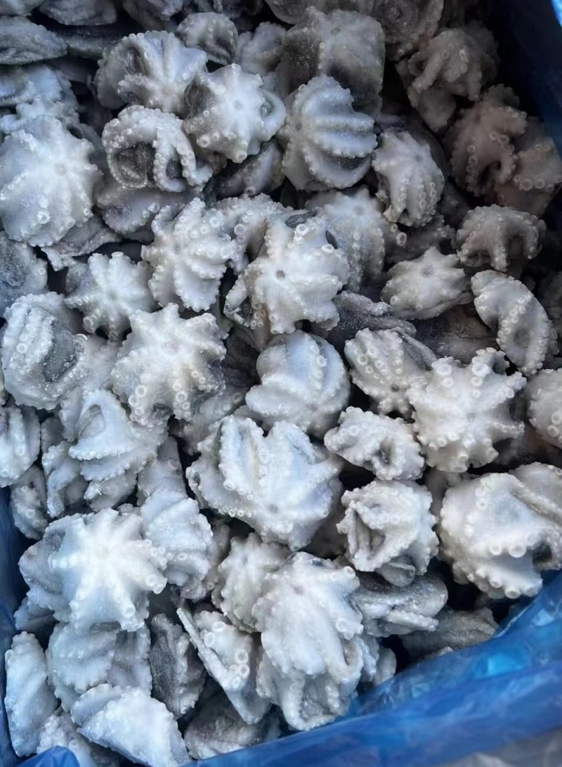 去脏去牙八爪鱼，小八爪，小章鱼，翻花八爪鱼，