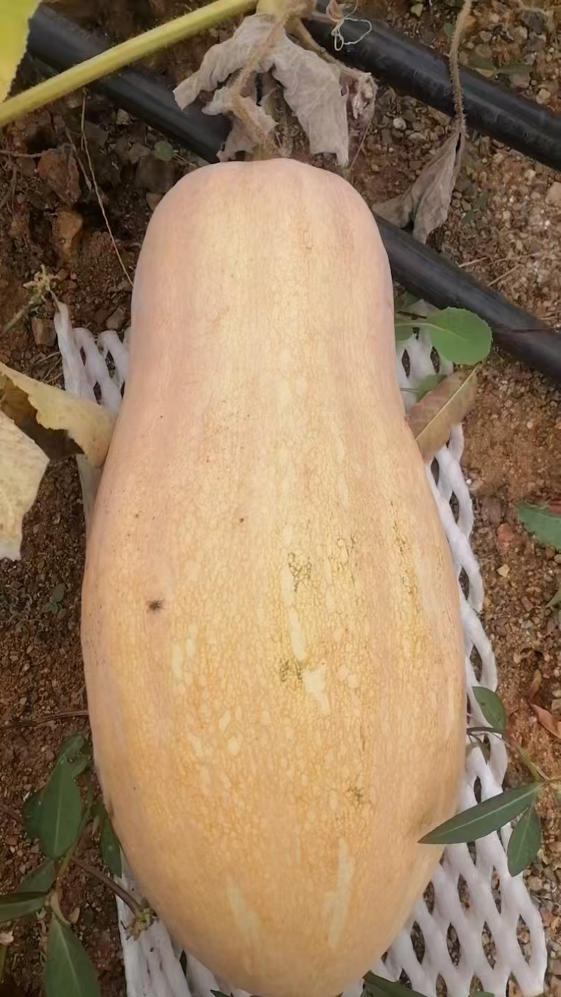 云南富宁精品南瓜