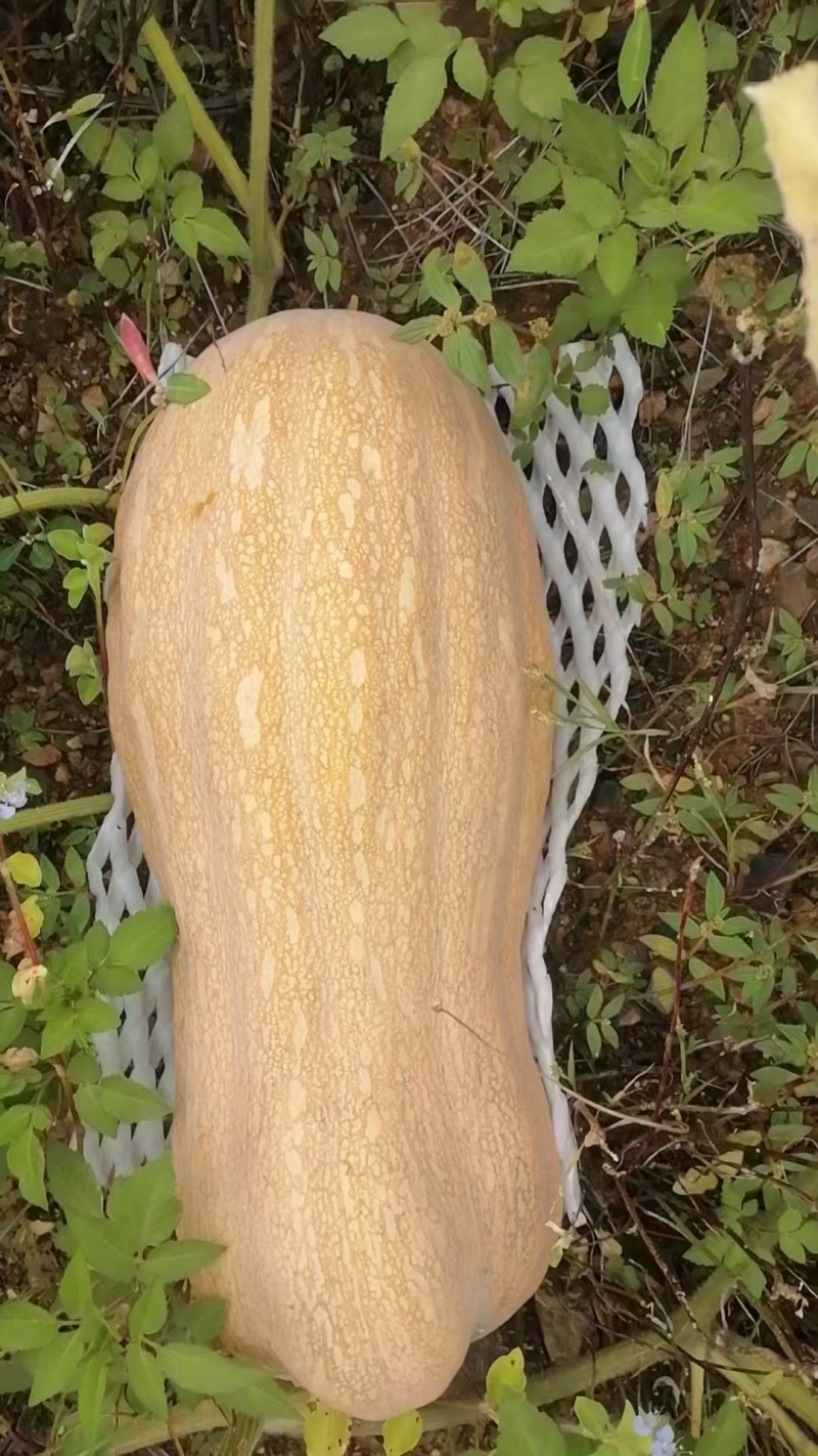云南富宁精品南瓜