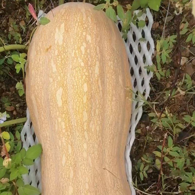 云南富宁精品南瓜