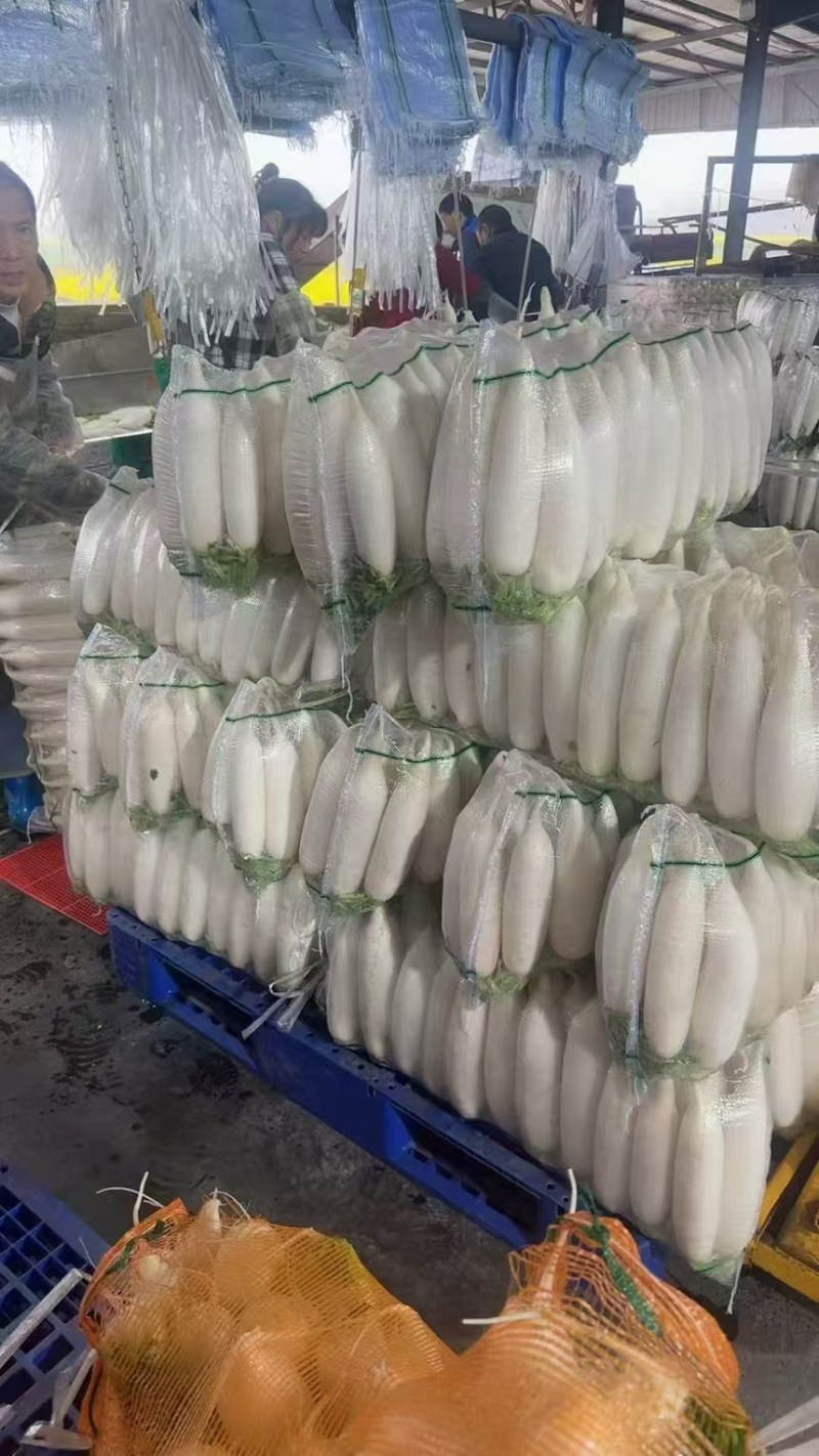 湖北一手货源白萝卜对接全国量大从优量大从优欢迎采购热卖
