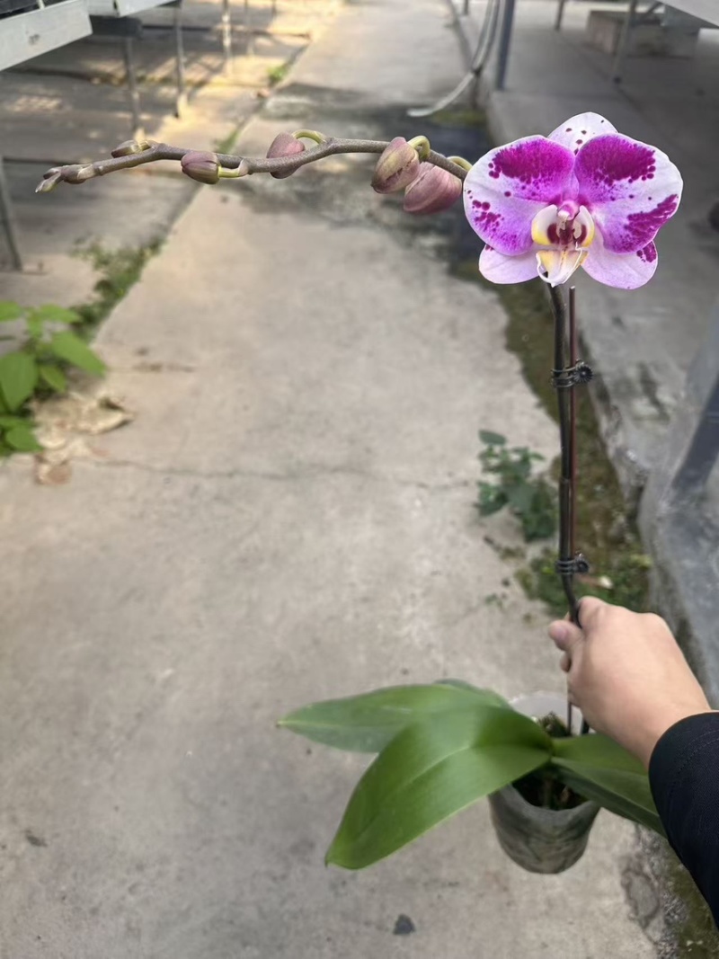 3.5寸大辣椒月光旋律蝴蝶兰广州基地长期有货直销