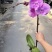 3.5寸大辣椒月光旋律蝴蝶兰广州基地长期有货直销