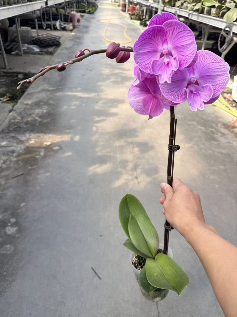 3.5寸大辣椒月光旋律蝴蝶兰广州基地长期有货直销