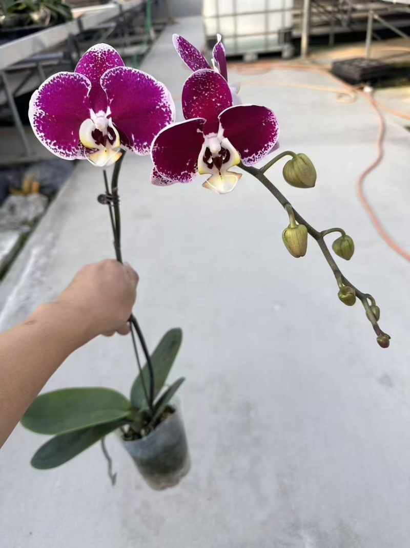 3.5寸大辣椒月光旋律蝴蝶兰广州基地长期有货直销