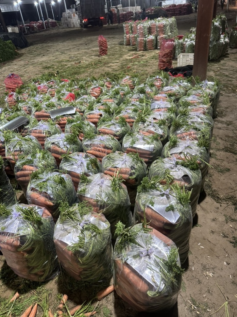 精品胡萝卜产地直销！中小条市场电商商超支持各种包装！