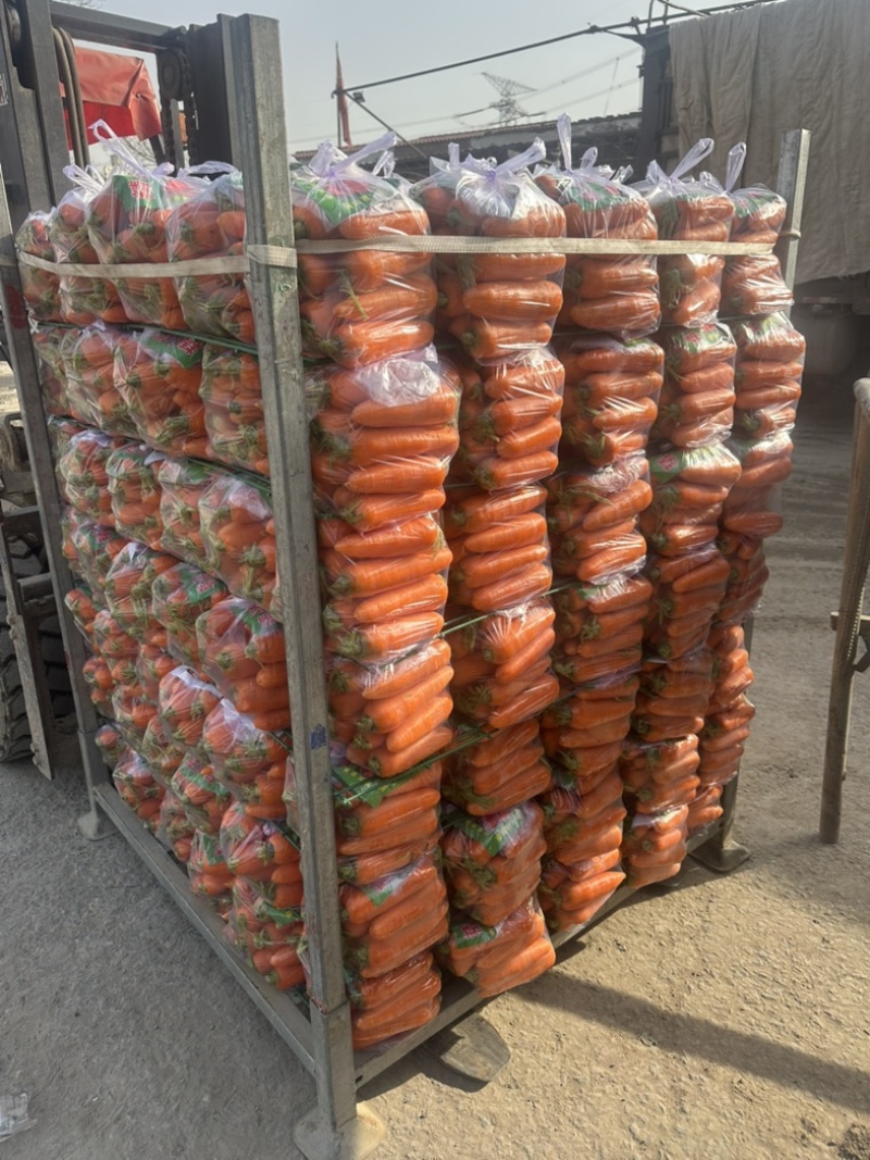 精品胡萝卜产地直销！中小条市场电商商超支持各种包装！