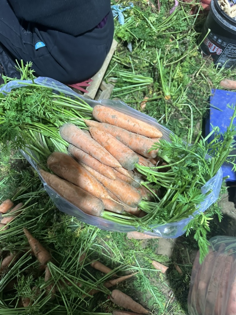精品胡萝卜产地直销！中小条市场电商商超支持各种包装！