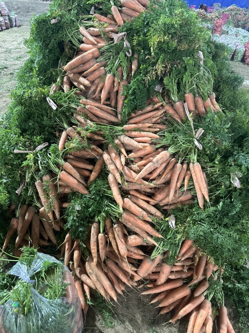 精品胡萝卜产地直销！中小条市场电商商超支持各种包装！