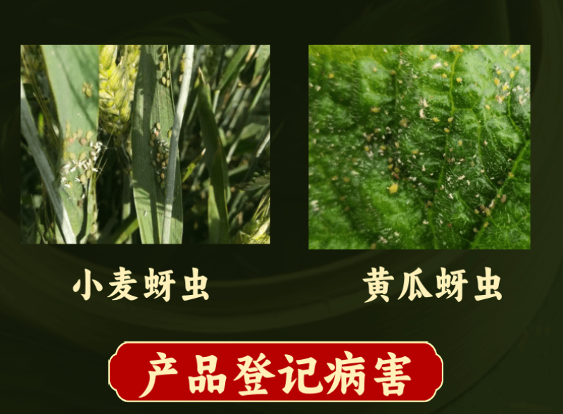 40%啶虫脒杀虫剂蚜虫白粉虱小黑飞蚧壳虫蓟马农药