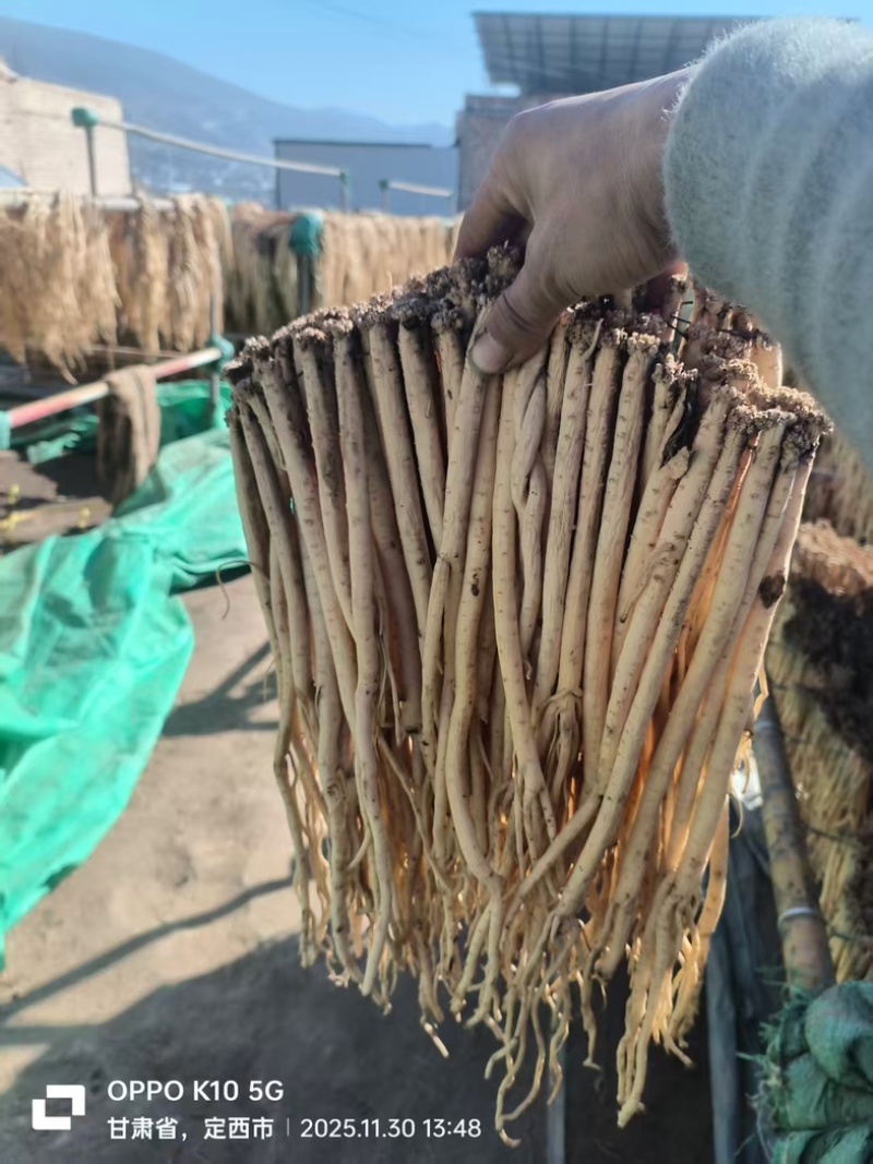 精品白条党参产地一手货源全国发货量大价优欢迎随时联系