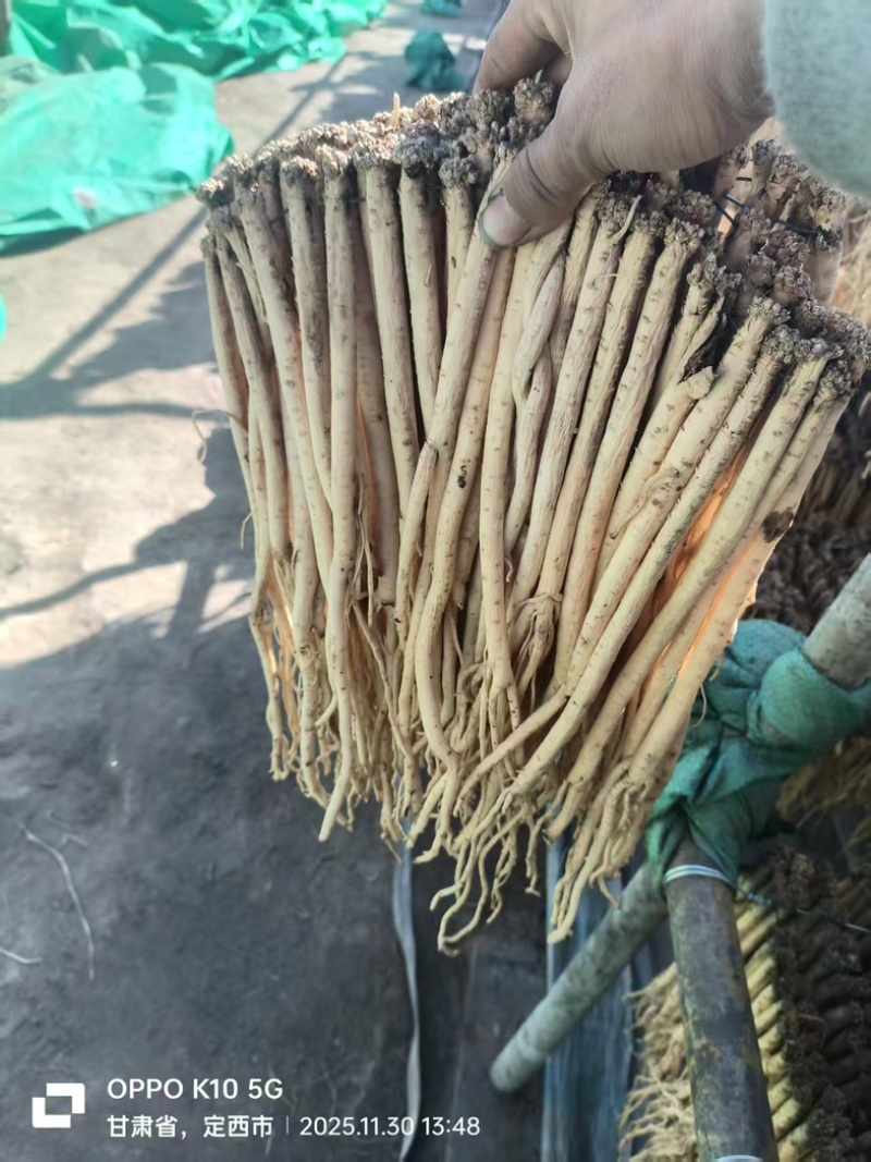 精品白条党参产地一手货源全国发货量大价优欢迎随时联系
