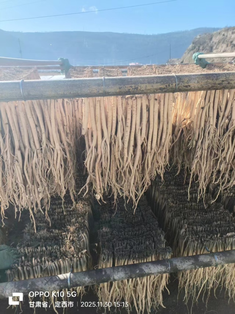精品白条党参产地一手货源全国发货量大价优欢迎随时联系