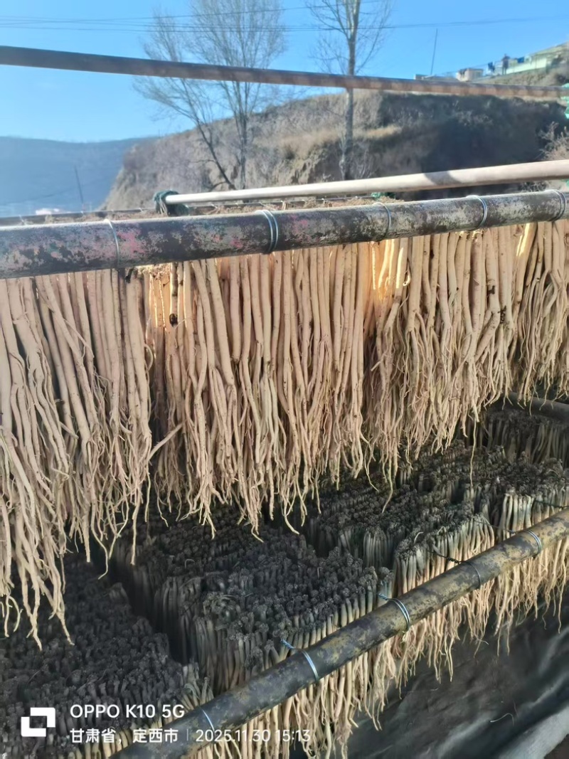 精品白条党参产地一手货源全国发货量大价优欢迎随时联系