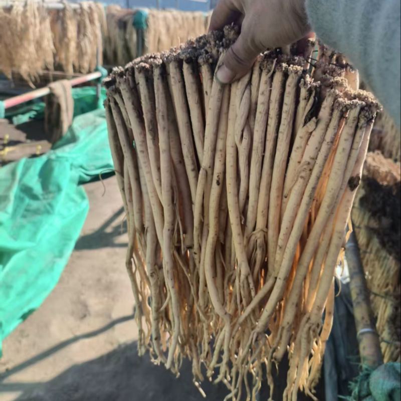 精品白条党参产地一手货源全国发货量大价优欢迎随时联系