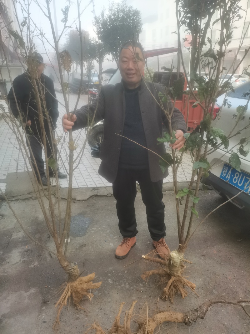 乌克兰，红灯笼，玛瑙红樱桃苗