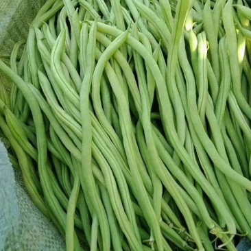 扁豆四季豆大量上市价格每天不一样