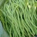 扁豆四季豆大量上市价格每天不一样