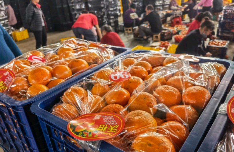 广西精品沃柑甜美多汁基地直供量大从优欢迎联系