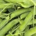 扁豆四季豆大量上市价格每天不一样