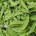 扁豆四季豆大量上市价格每天不一样