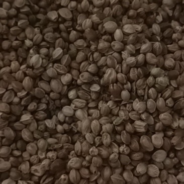 自家种的大颗粒麻子